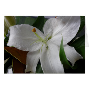 grande fleur blanche