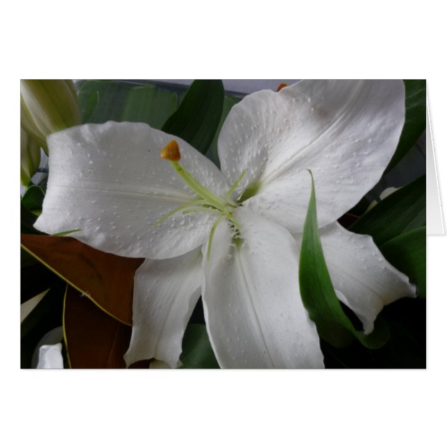 grande fleur blanche (Devant horizontal)