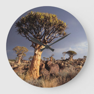 Grande Horloge Ronde Arbres carquois (Aloe Dichotoma)