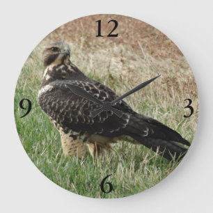 Grande Horloge Ronde B52 Buse de Swainson