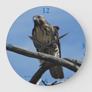 Grande Horloge Ronde B54 Le faucon de Swainson