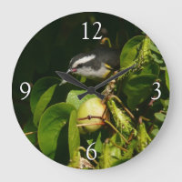 Bananaquit Bird Mange Photographie tropicale
