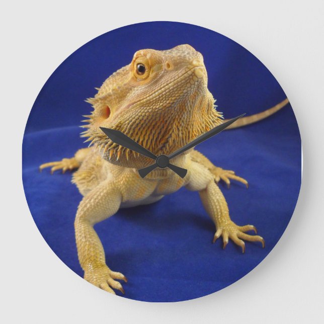 Grande Horloge Ronde Bearded Dragon on Blue (Recto)