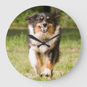 Grande Horloge Ronde Berger australien jouant avec la boule