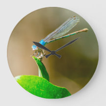 Blue Texas Damselfly repose sur une feuille