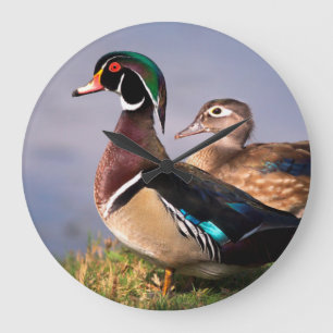 Grande Horloge Ronde Bord de lac, Canard branchu