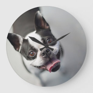 Grande Horloge Ronde Bouledogue français des images   de Getty