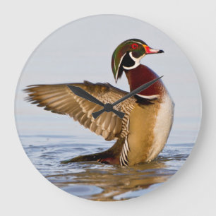 Grande Horloge Ronde Canard branchu mâle battant des ailes dans une zon