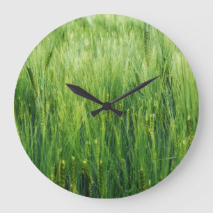 Grande Horloge Ronde Champ d'orge verte, closeup de printemps.