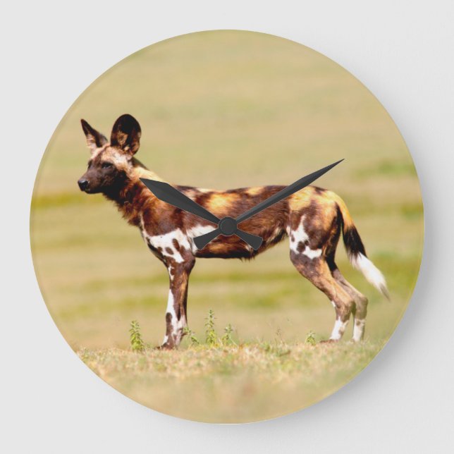 Grande Horloge Ronde Chien sauvage africain (Lycaon Pictus) debout (Recto)