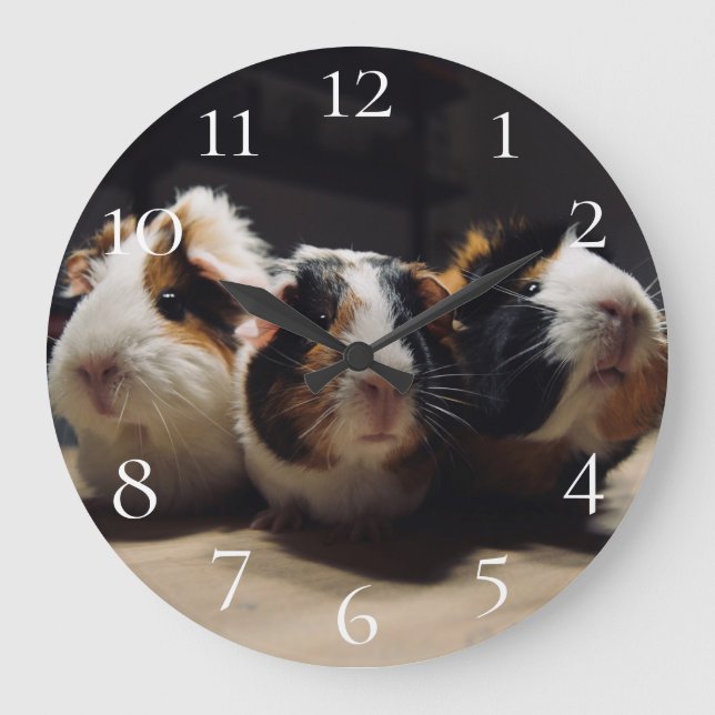 Grande Horloge Ronde Cochon de Guinée (Recto)