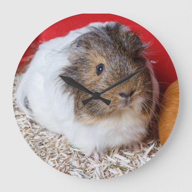 Grande Horloge Ronde Cochon de Guinée dans une cage (Recto)