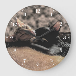 Grande Horloge Ronde Deux chats Sphynx s'embrassant - Photo réelle d'am
