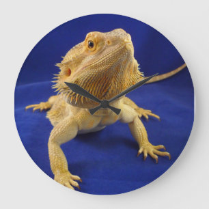 Grande Horloge Ronde Dragon barbu sur le bleu