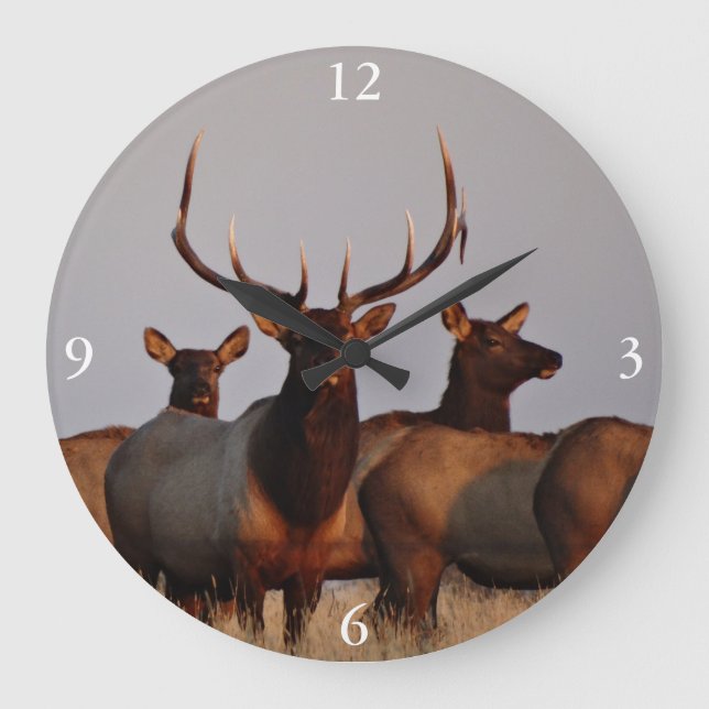 Grande Horloge Ronde E66 Elcs et vaches taureaux (Recto)
