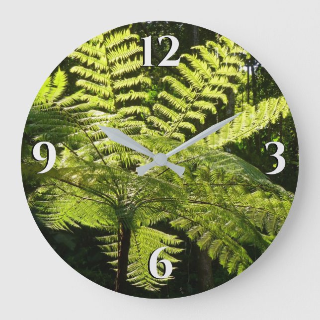 Grande Horloge Ronde Ferne arborescente dans la forêt tropicale (Recto)