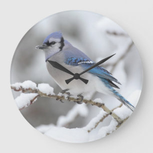 Grande Horloge Ronde Geai bleu d'hiver