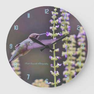 Grande Horloge Ronde Hummingbird feeding
