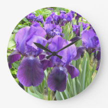 Iris pourpres en fleur