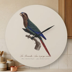 Grande Horloge Ronde La Conure emmaillotée, Pyrrhura Picta