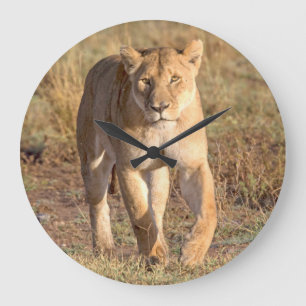 Grande Horloge Ronde L'Afrique, Tanzanie, Serengeti. Lion et lionne
