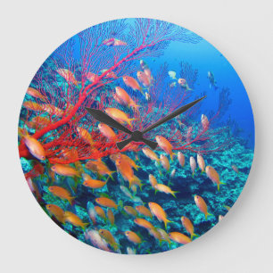 Grande Horloge Ronde Le récif corallien sous-marin de poissons tropica