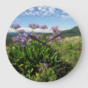 Grande Horloge Ronde Lisianthus d'Afrique (Agapanthus praecox), Mossel