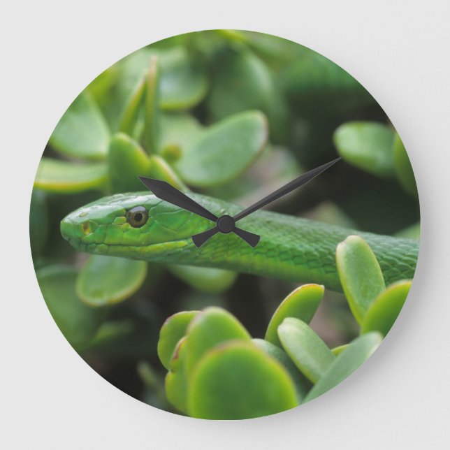 Grande Horloge Ronde Mamba verte orientale (Dendroaspis Angusticeps) (Recto)