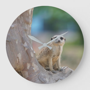 Grande Horloge Ronde Meerkat Sat on Tree
