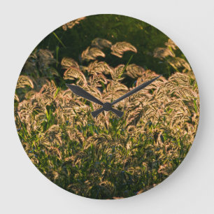 Grande Horloge Ronde Millet sauvage (Panicum Sp.) Cultivation En Mer