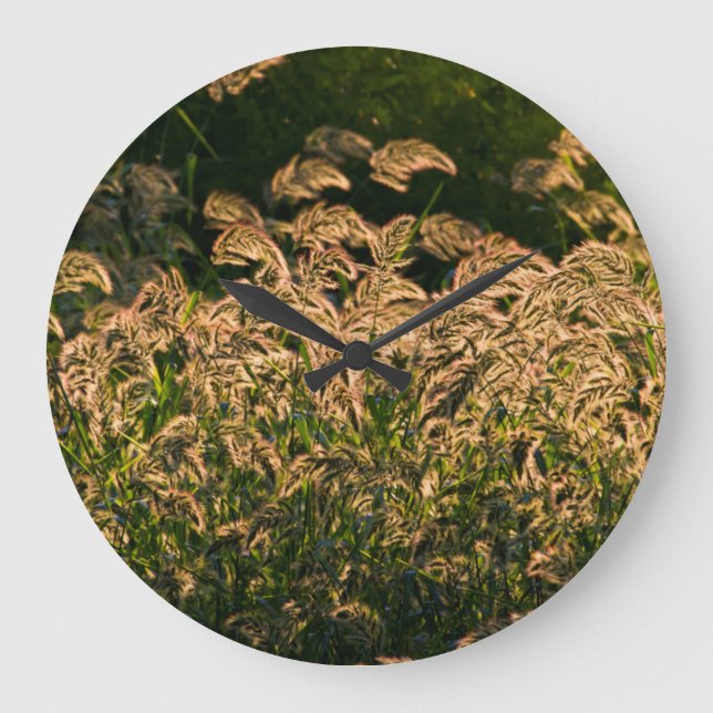 Grande Horloge Ronde Millet sauvage (Panicum Sp.) Cultivation En Mer (Recto)