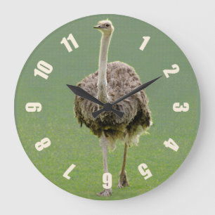 Grande Horloge Ronde Ostrich
