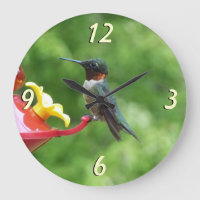 Photographie d'oiseau Colibri à gorge rubis
