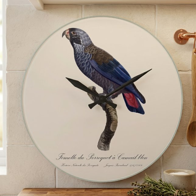 Grande Horloge Ronde Pionus fuscus, ou Pione brune (Dusky Parrot or Dusky Pionus, Pionus fuscus. Large Clock)