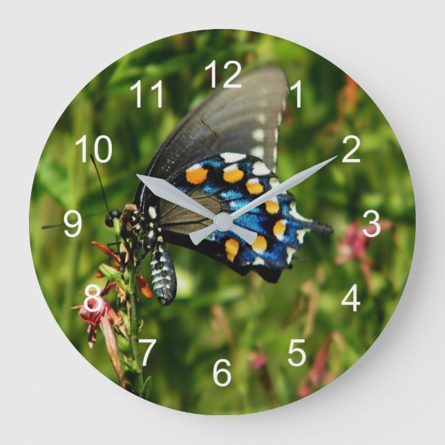 Grande Horloge Ronde Pipevine Swallowtail (Recto)