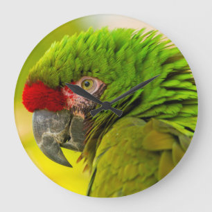Grande Horloge Ronde Profil d'ara au zoo de Santa Barbara
