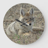 R22 Coyote Laying