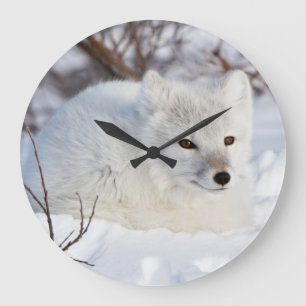 Grande Horloge Ronde Renard arctique en hiver