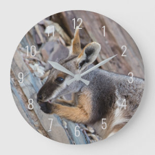 Grande Horloge Ronde Rocher pied jaune Wallaby Kangaroo Australie