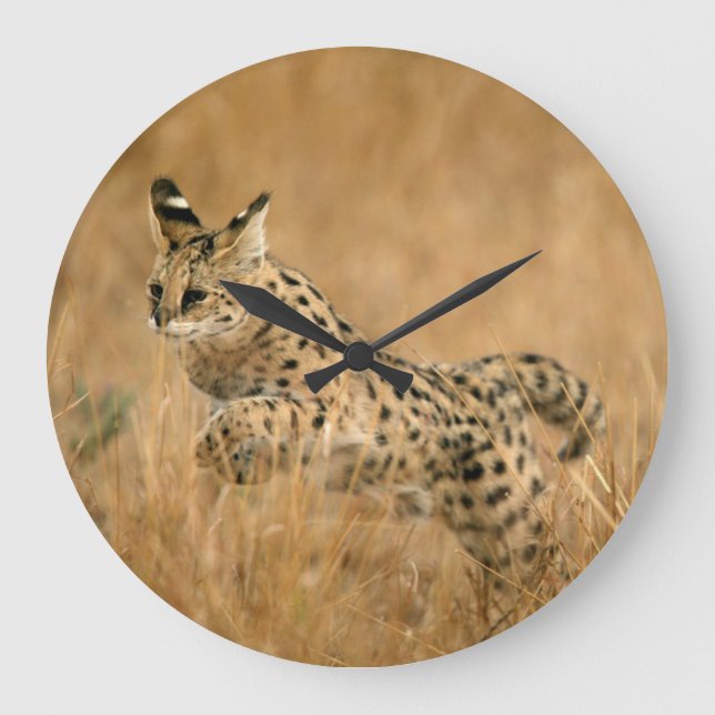 Grande Horloge Ronde Sauter de Serval (Serval de Leptailurus) (Recto)