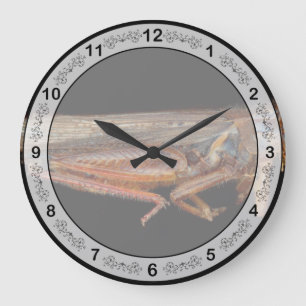 Grande Horloge Ronde Science - Entomologie - Le spécimen
