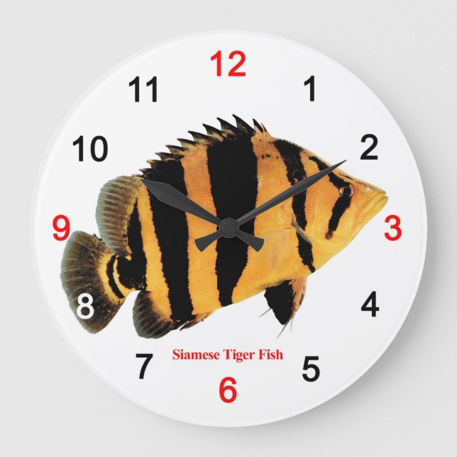 Grande Horloge Ronde Siamese Tiger fish (Recto)