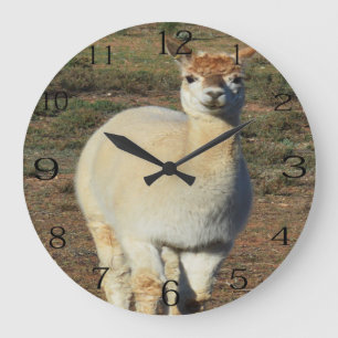 Grande Horloge Ronde Smiling White Woolly Alpaca