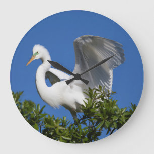 Grande Horloge Ronde USA, Floride, St. Augustine, Aigrette