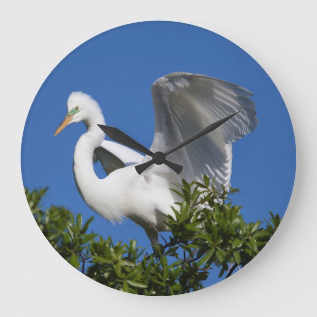 Grande Horloge Ronde USA, Floride, St. Augustine, Aigrette (Recto)