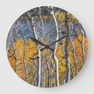Grande Horloge Ronde Utah, USA. Arbres d'Aspen (Populus Tremuloides)