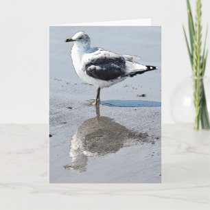 Grande mouette de bébé - carte de voeux vierge