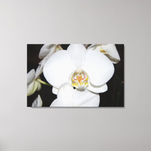 grande orchidée blanche en fleurs impression sur t