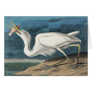 Grande Peinture de la faune d'Audubon Heron blanc