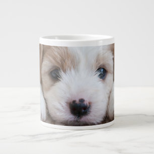 Grande Tasse Animaux de bébés cutest   Cavashon Puppy